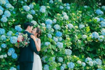 Rực rỡ mùa tú cầu tinh khôi ở đảo Jeju - Hàn Quốc