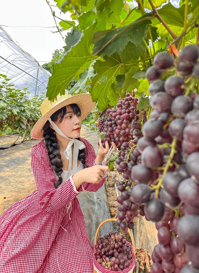 Mơ mộng cùng nông trại Chimi Farm Mộc Châu đẹp đến ngỡ ngàng