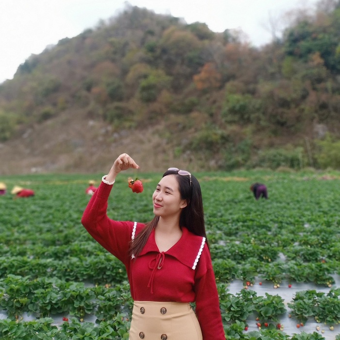 Mơ mộng cùng nông trại Chimi Farm Mộc Châu đẹp đến ngỡ ngàng