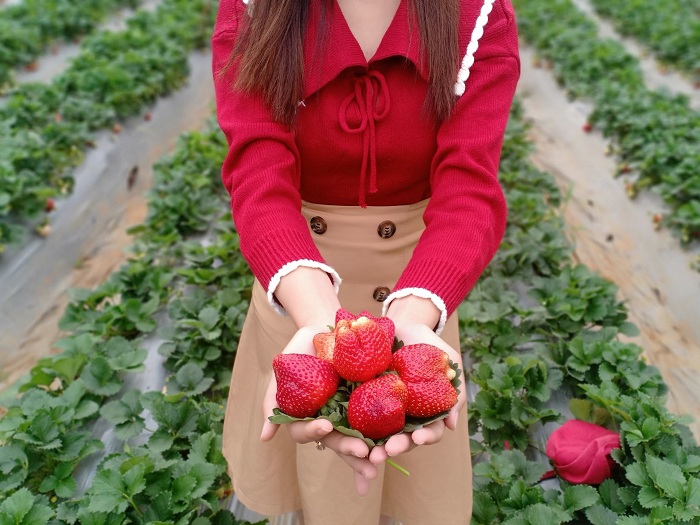 Mơ mộng cùng nông trại Chimi Farm Mộc Châu đẹp đến ngỡ ngàng