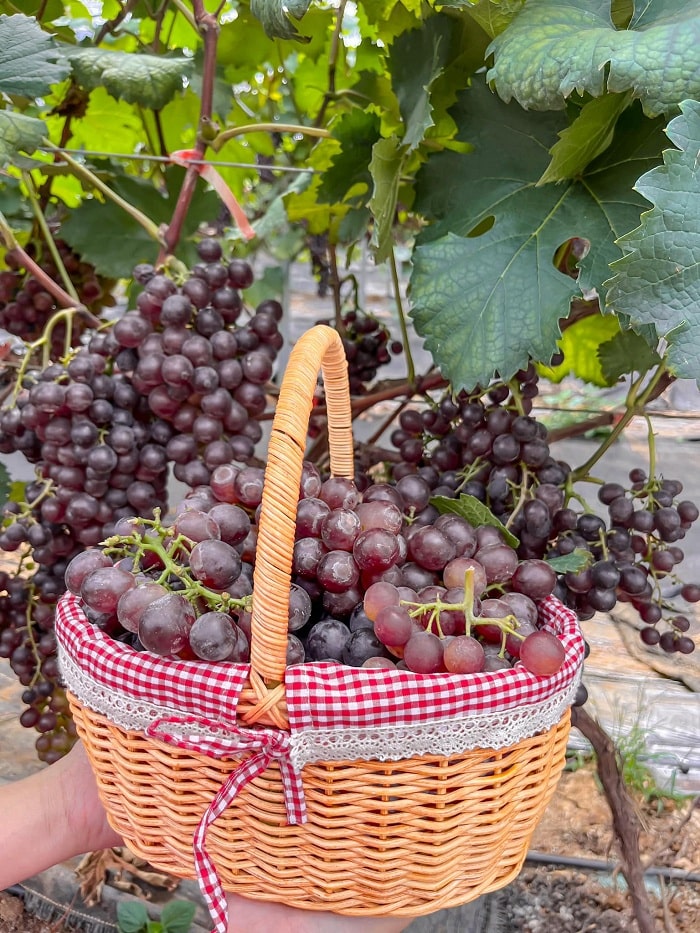 Mơ mộng cùng nông trại Chimi Farm Mộc Châu đẹp đến ngỡ ngàng