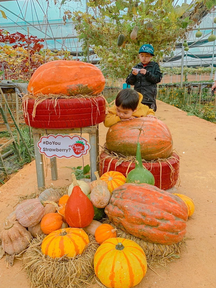 Mơ mộng cùng nông trại Chimi Farm Mộc Châu đẹp đến ngỡ ngàng