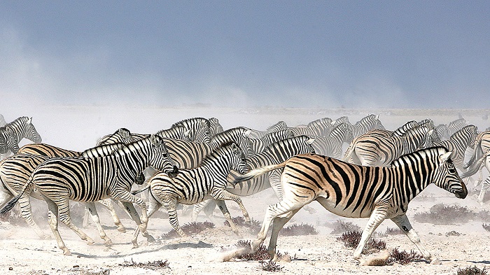 Nxai Pans, một trong những công viên quốc gia đẹp nhất Botswana.