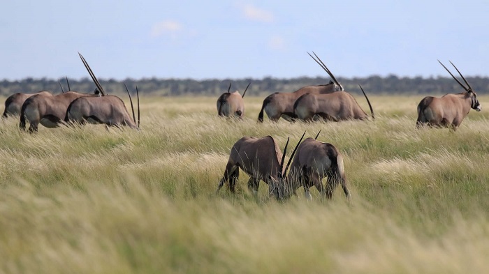 công viên quốc gia đẹp nhất Botswana