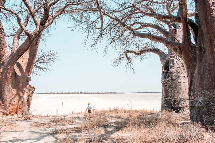Công viên quốc gia đẹp nhất Botswana có điểm nhấn là Baines’ Baobabs.