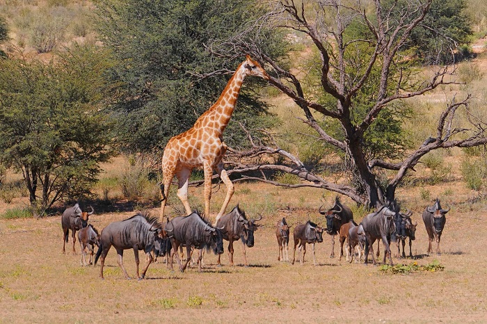 Kgalagadi, một trong những công viên quốc gia đẹp nhất Botswana. 