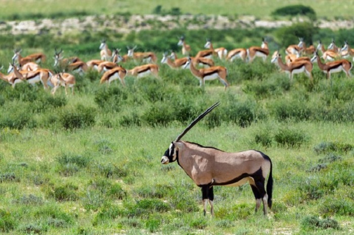 Công viên quốc gia đẹp nhất Botswana này chính thức khai trương vào năm 2000 với tư cách là công viên xuyên biên giới.
