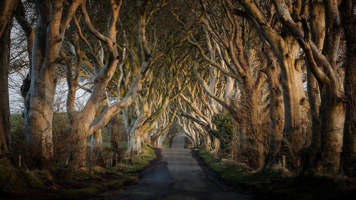 đường Dark Hedges ở Ireland 