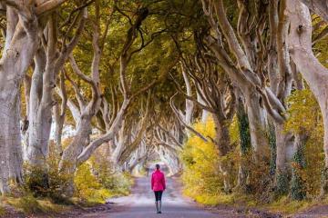 Độc đáo đường Dark Hedges ở Ireland: Bối cảnh đầy ma mị trong Game of Thrones