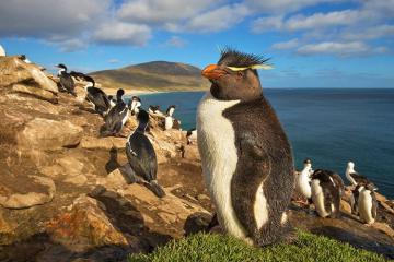 Khám phá đảo Falkland: thiên đường chim cánh cụt lớn nhất thế giới