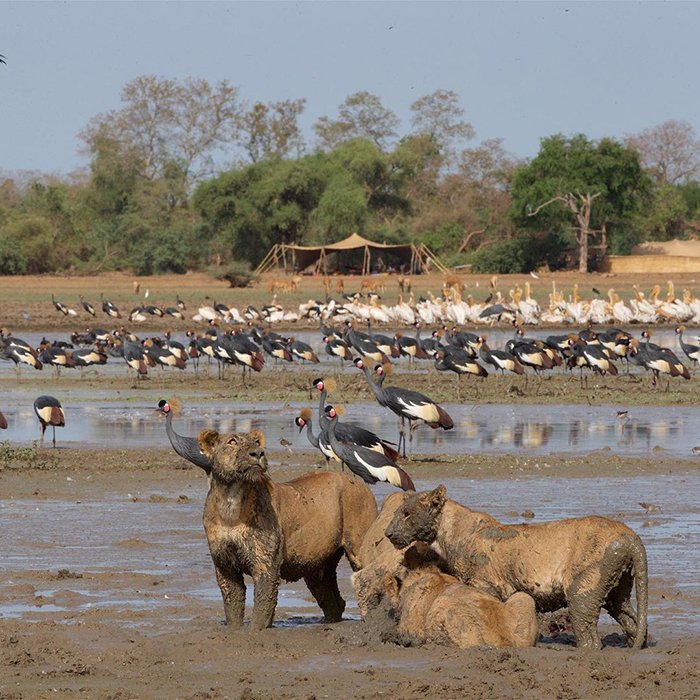 Khám phá thiên nhiên thú vị độc đáo khi du lịch Chad