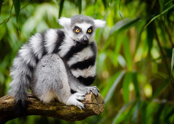 Du lịch Madagascar - Đến vườn quốc gia Isalo du khách có thể nhìn thấy nhiều động vật quý hiếm