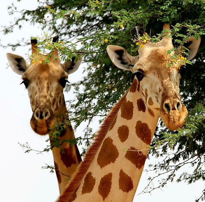 Khám phá công viên Quốc gia Viện Giraffe khi du lịch Niger