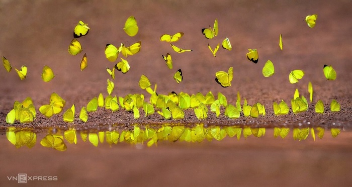 Mùa bướm rừng Mã Đà thường bắt đầu vào thời điểm mùa khô và mùa mưa