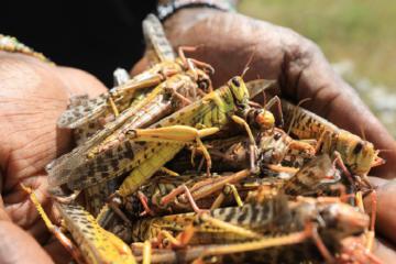 Từ tháng 7.2024, Singapore cho phép bán đồ ăn làm từ côn trùng