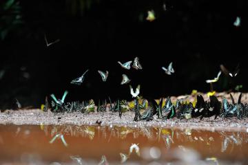 Mùa bướm rừng Mã Đà – vẻ đẹp thần tiên của Đông Nam Bộ