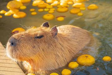 Đến 8 vườn thú capybara ở Nhật Bản để gặp gỡ những chú chuột lang nước siêu đáng yêu