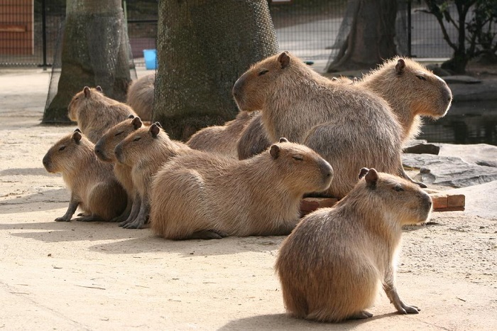 vườn thú capybara ở Nhật Bản