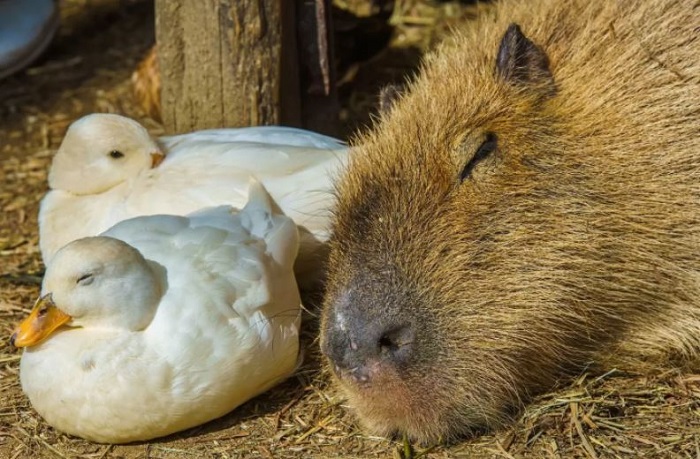 vườn thú capybara ở Nhật Bản