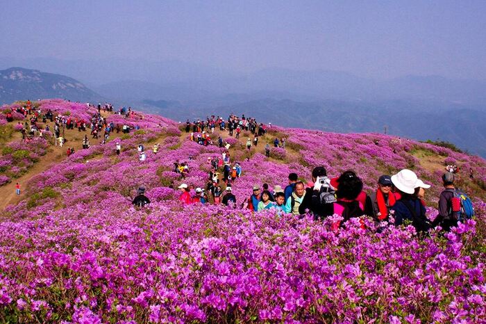 cẩm nang du lịch Daegu Hàn Quốc thưởng thức Lễ hội Hoa đỗ quyên Biseulsans
