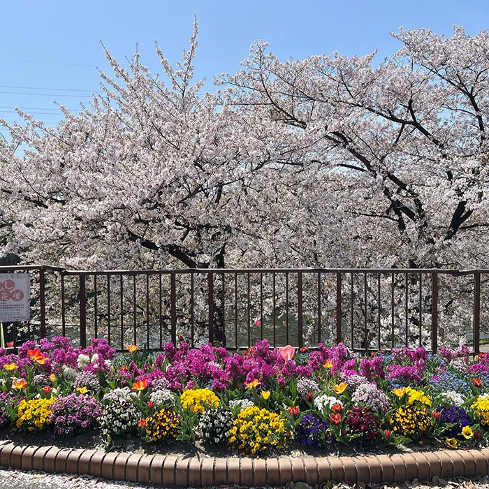 Dạo quanh công viên Arakogawa Nhật Bản với thiên nhiên tươi mát