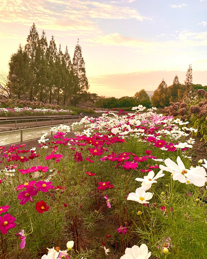 Thời điểm lý tưởng ghé thăm công viên Arakogawa Nhật Bản