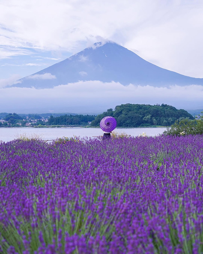 Đôi nét về công viên Arakogawa Nhật Bản