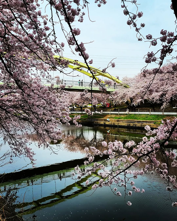 Dạo bộ, chạy bộ và đạp xe giữa không gian xanh