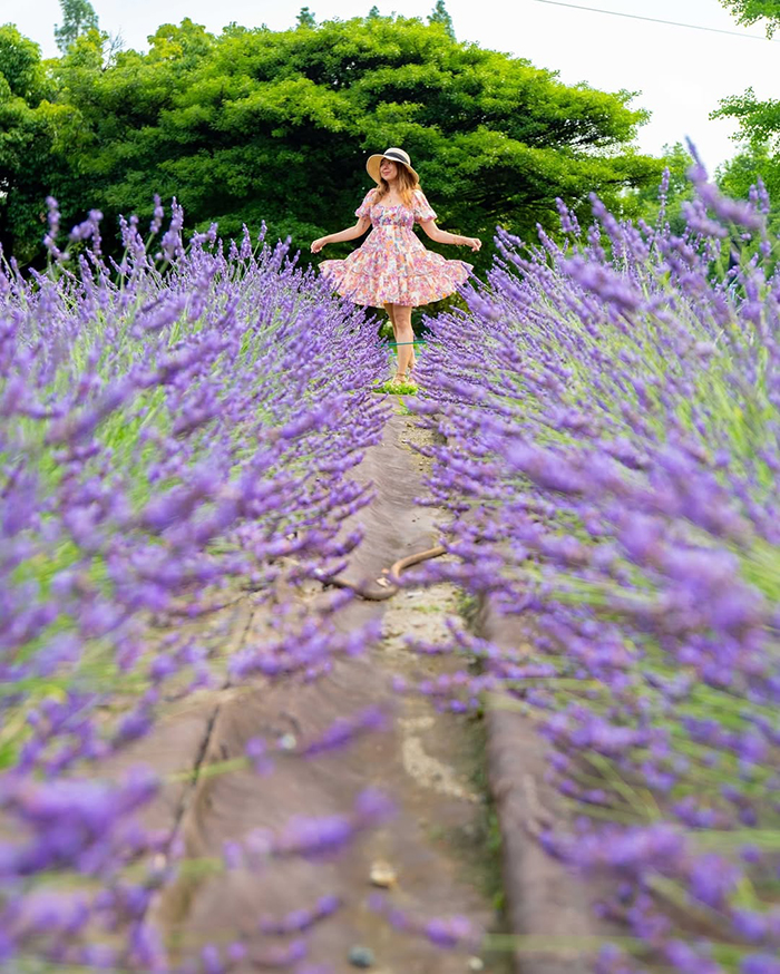 Chiêm ngưỡng vườn hoa lavender vào tháng 6