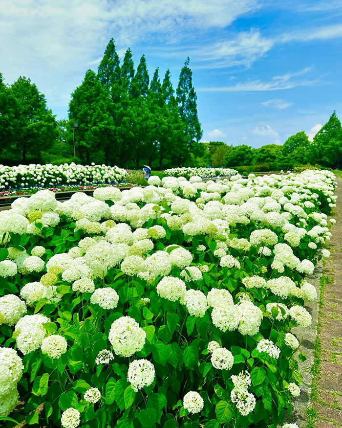 Cách di chuyển tới công viên Arakogawa Nhật Bản