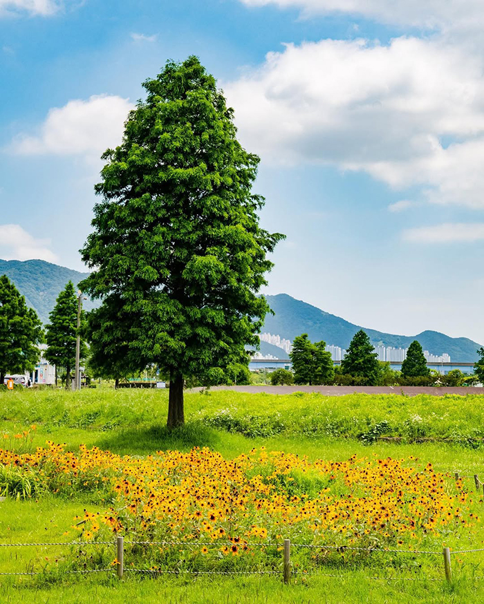 Cánh đồng lau sậy và hoa dại trải dài tại công viên sinh thái Samnak