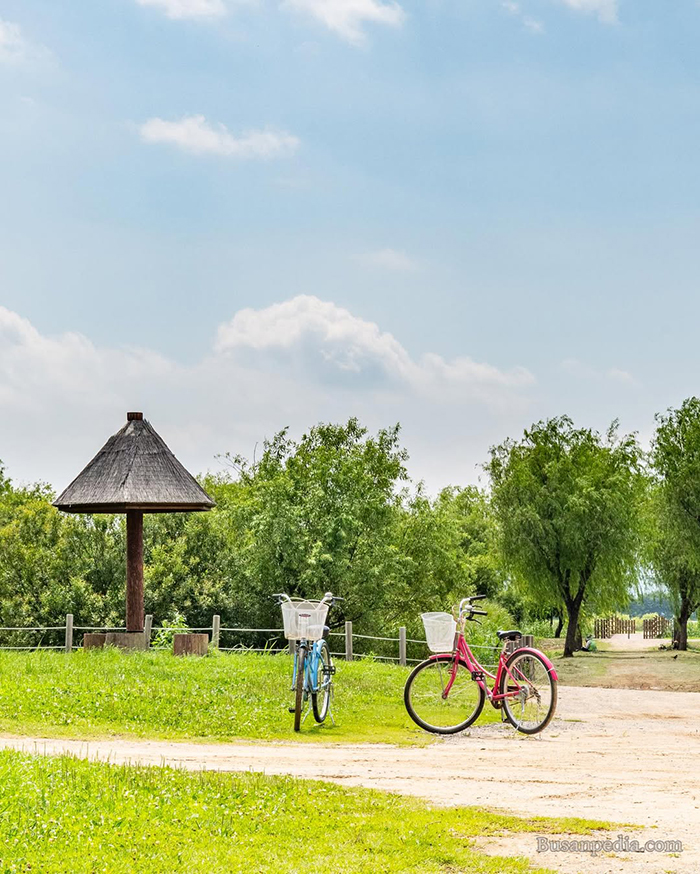 Mùa hè (Tháng 7 - Tháng 8) tại công viên sinh thái Samnak Hàn Quốc