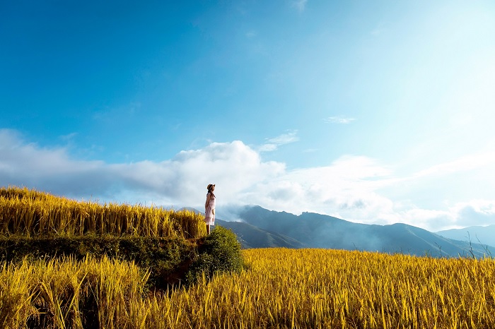 Du lịch Xím Vàng Sơn La không thể bỏ qua những thửa ruộng bậc thang trù phú