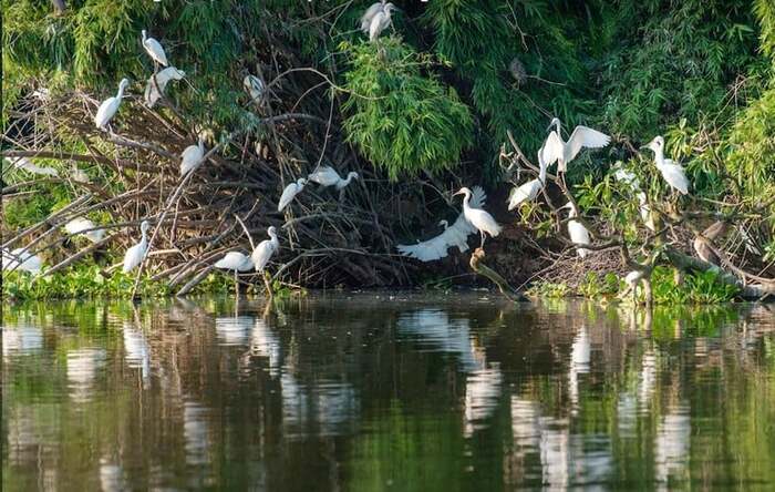 Khám phá các khu du lịch sinh thái ở Hải Phòng - Đảo Cò Hải Dương