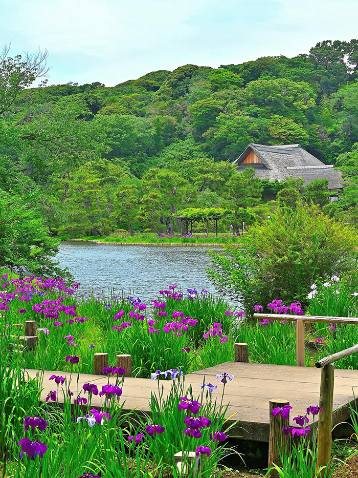 Đầu mùa hè (Tháng 7 - Đầu tháng 8): Ngắm hoa sen buổi sớm