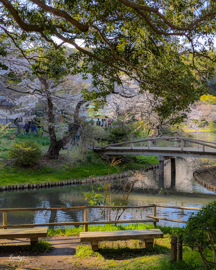 Trải nghiệm tham quan tuyệt vời tại Sankeien Garden