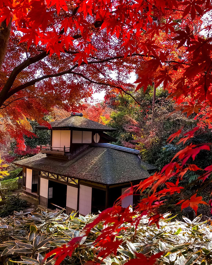 Mùa đông (Tháng 2 - Đầu tháng 3): Hoa mơ và không gian tĩnh lặng