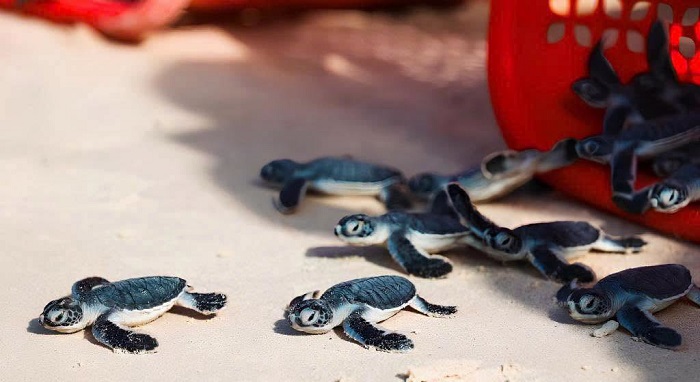 Tháng 7 nên đi du lịch ở đâu Miền Nam Tháng 7 tới Côn Đảo nhiều hoạt động thú vị chờ đón bạn 