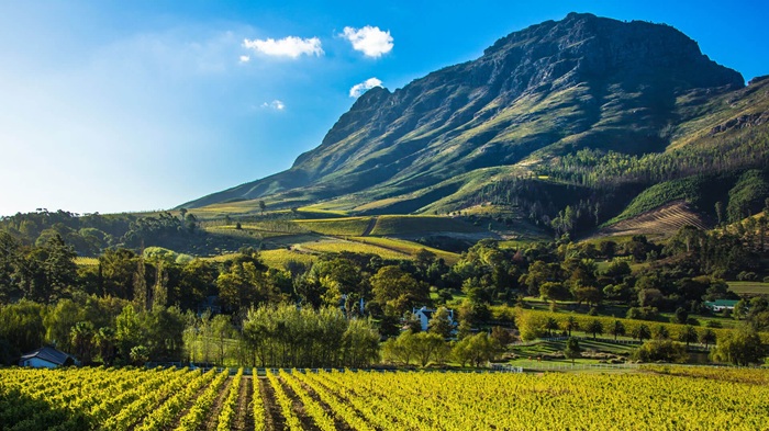 Du lịch Cape Town Nam Phi ghé thăm Cape Winelands - Ảnh: andBeyond