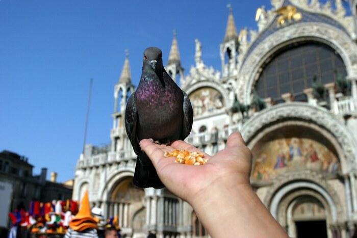 du khách chú ý không cho bồ câu ở quảng trường San Marco Ý ăn