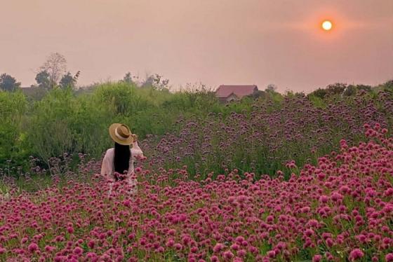 Những loài hoa mùa hè ở Mộc Châu đẹp ngọt ngào, tô màu cho cảnh sắc thêm thơ