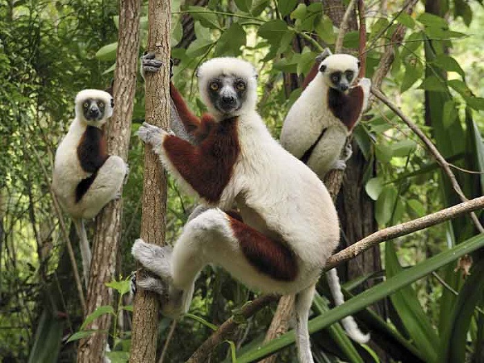 điểm du lịch ở Madagascar