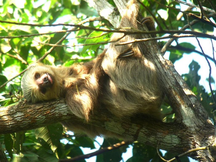 Thám hiểm rừng nhiệt đới Panama, bạn đã thử chưa