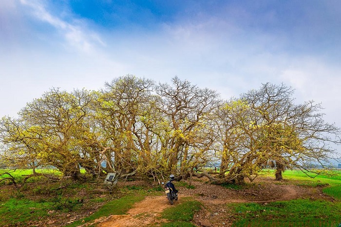 hồ Ly ở Phú Thọ