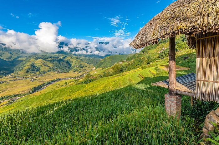 homestay view đồng lúa