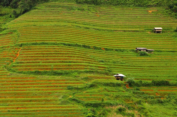 homestay view đồng lúa