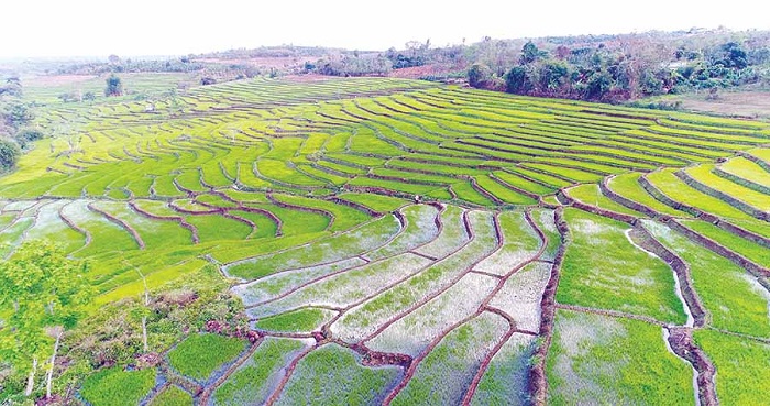 ruộng bậc thang Chư Sê