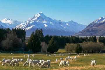 New Zealand 4 mùa rực rỡ qua ống kính của cô gái Việt