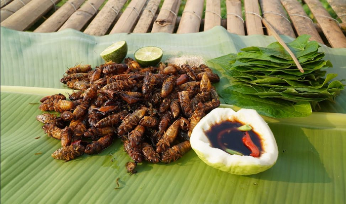 Crispy fried baby cicadas are delicious. Photo: idulic