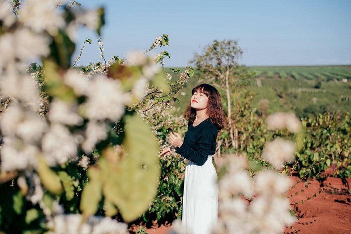 Coffee flowers are in full bloom. Photo: cattour